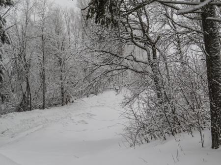 A beautiful winter in woods