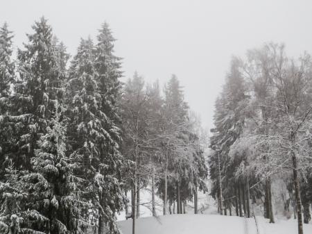 A beautiful winter in woods