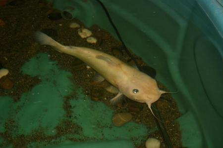 A big Albino Channel Catfish