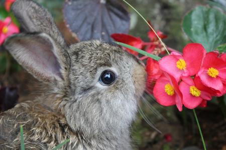A brown rabbit sniffing red flowers