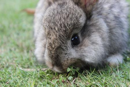 A bunny rabbit eating clovers