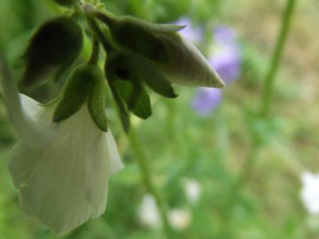 A calm love of nature