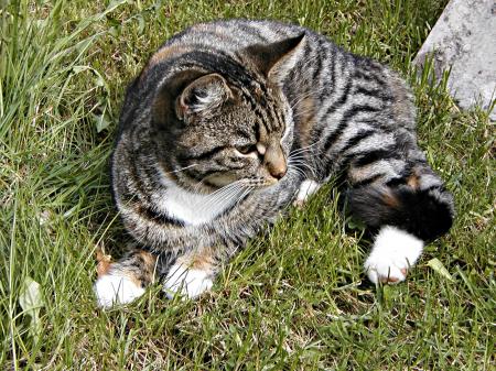 A cat lying in grass