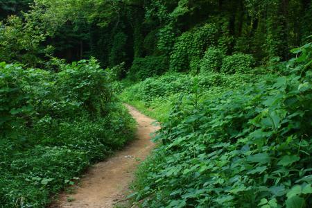 A dirt path through an overgrown forest