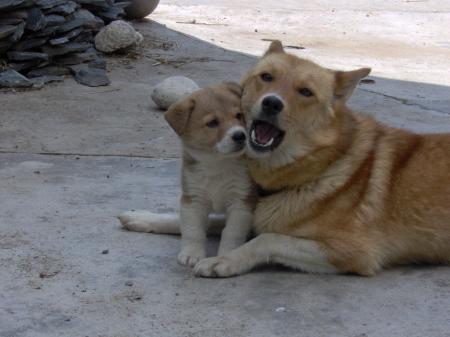 A dog and his mother