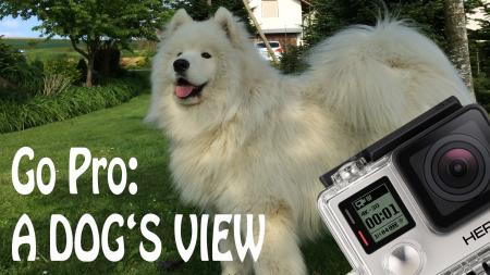 A Dogs View
