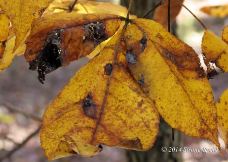 A dying leaf