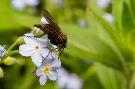 A flying creature eating nectar