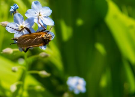 A flying creature