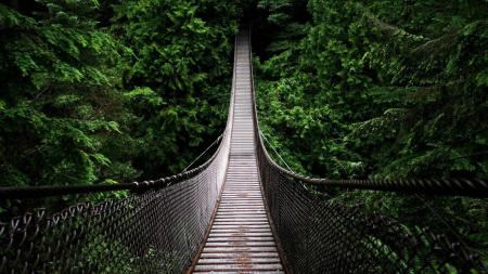 A hanging bridge