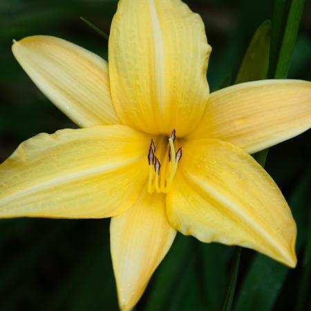 A macro shot of a yellow oriental lily