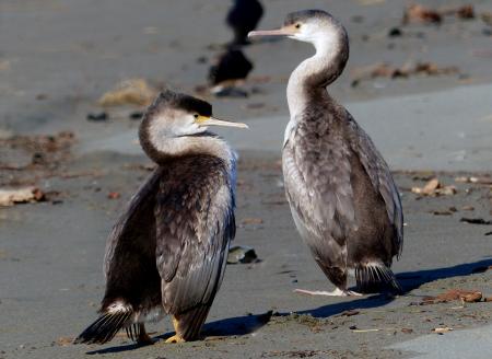 A pair of Pied Shags.NZ