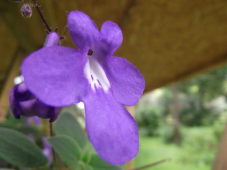 A purple flower