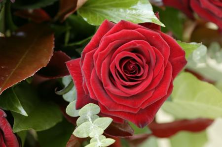 A Rose flower