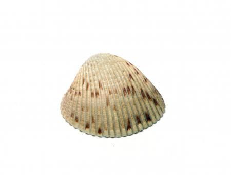 A sea shell isolated on white