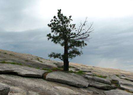 A single tree growing on a rock face