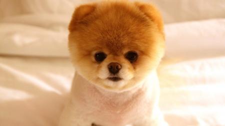 Cute little dog