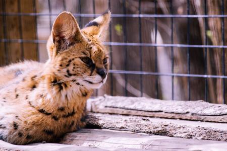 A small lynx with big ears lies near the enclosure in the zoo