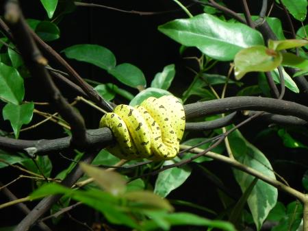 A small Yellow Snake