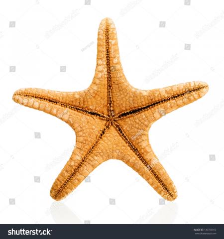 A starfish isolated