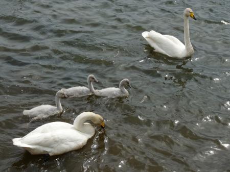 A swan family