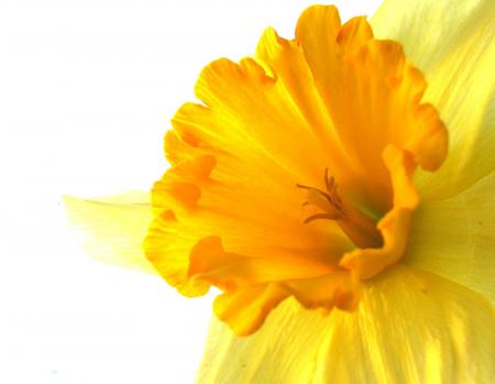 A yellow flower