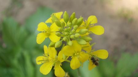 A yellow flower