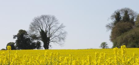 Above the Yelloq