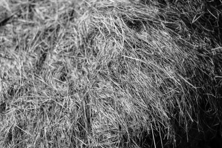 Abstract B&W Grass Texture