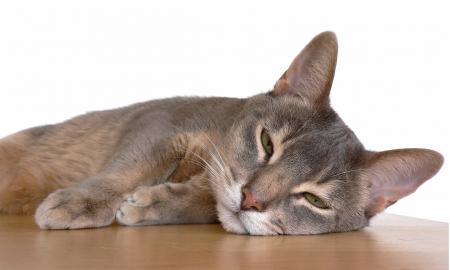 Abyssinian Cat