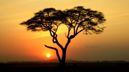 Acacia Tree