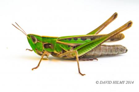 Admirable Grasshopper