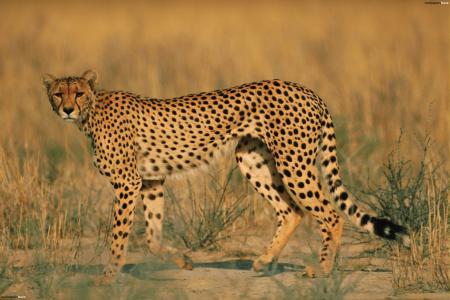 Adult Cheetah