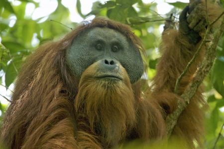 Adult Orangutan