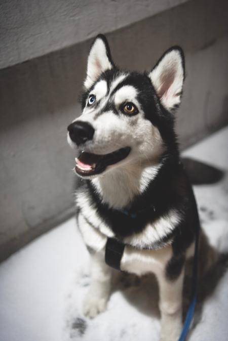 Adult Siberian Husky Selected Focus
