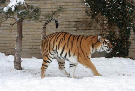 Adult Tiger