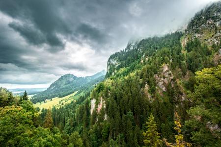 Aerial Photo of Forest