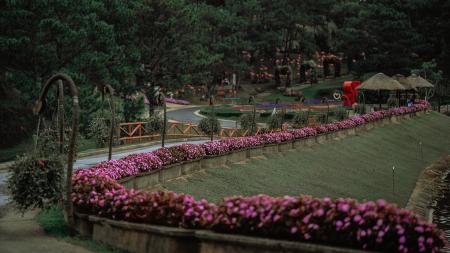 Aerial Photo of Pink Flowers