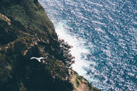 Aerial Photography Flying Bird Above Sea during Daytime