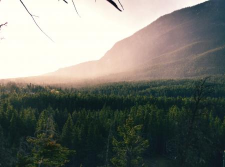 Aerial Photography of Forest Trees Near Mountain during Daytime