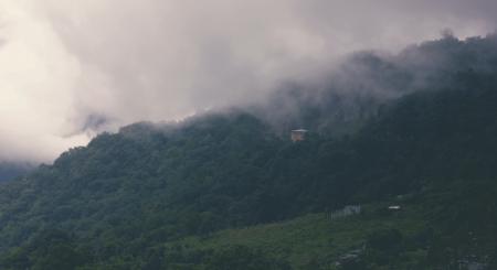 Aerial Photography of Forest With Foggy Clouds