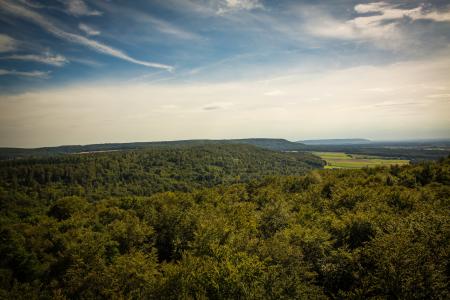 Aerial Photography of Green Trees