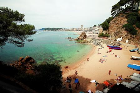 Aerial View of Beach Surrounded by Trees