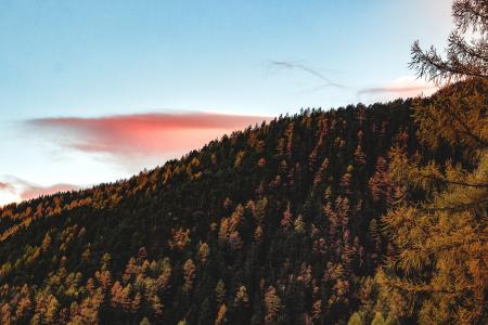 Aerial View of Forest during Sunset