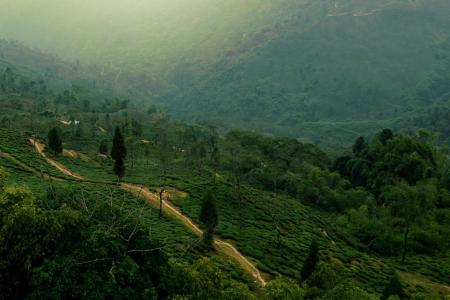 Aerial View of Green Hills With Paths