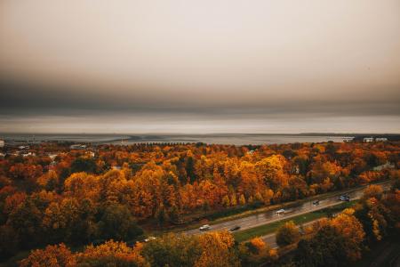 Aerial View of Orange Trees