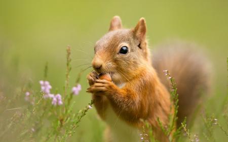 African Bush Squirrel