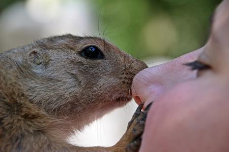 African Bush Squirrel