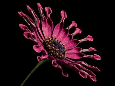 African Daisy