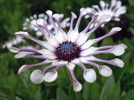 African Daisy